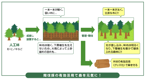 間伐材で森を豊かに