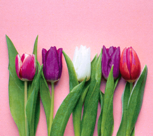 オンデマンド印刷(CMYK)